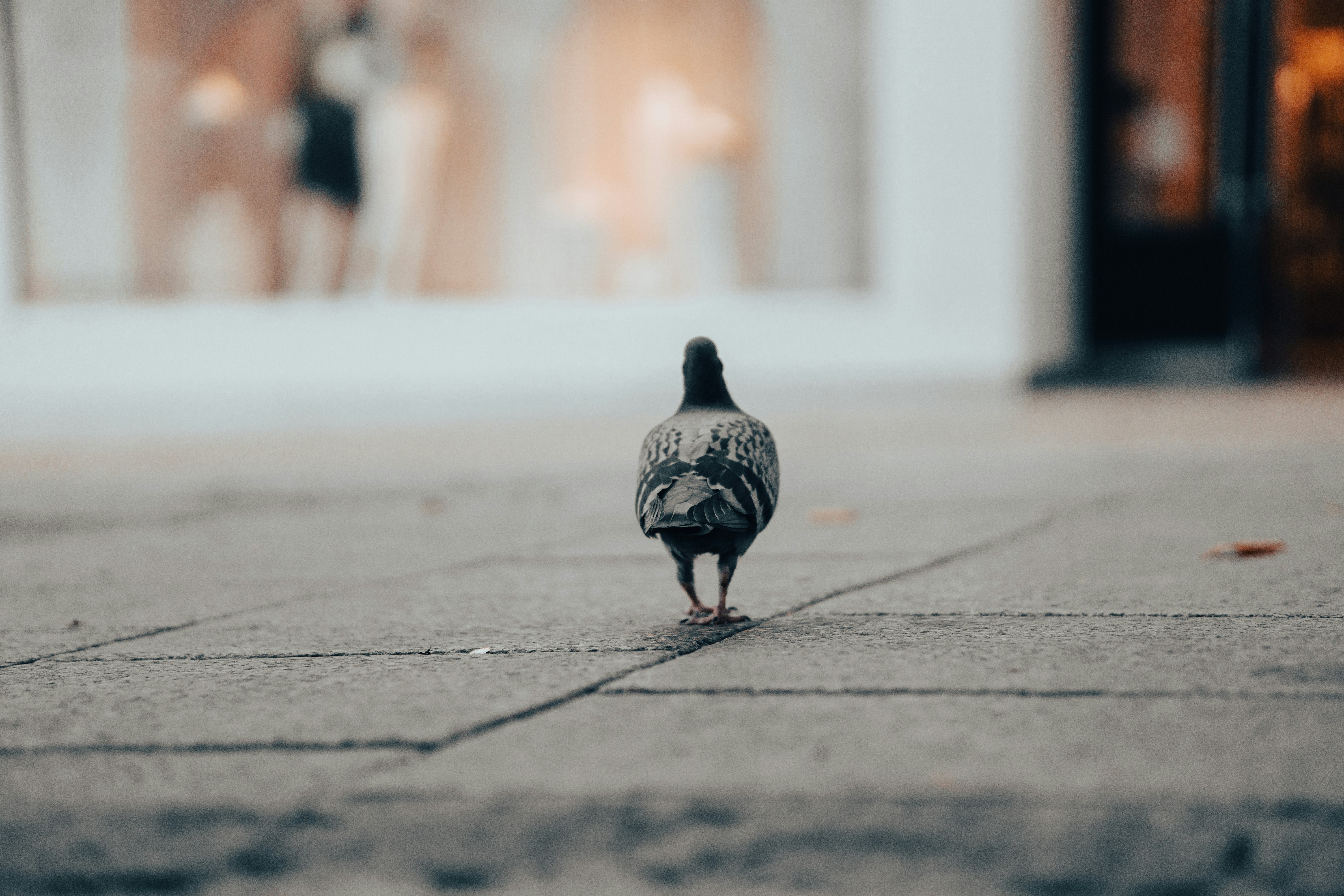 black and white duck on gray concrete road during daytime